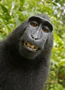 Selfie van een vrouwelijke kuifmakaak (Macaca nigra) in Noord-Celebes (Indonesië), die de camera van de fotograaf David Slater heeft opgepakt en een foto van haarzelf heeft gemaakt.