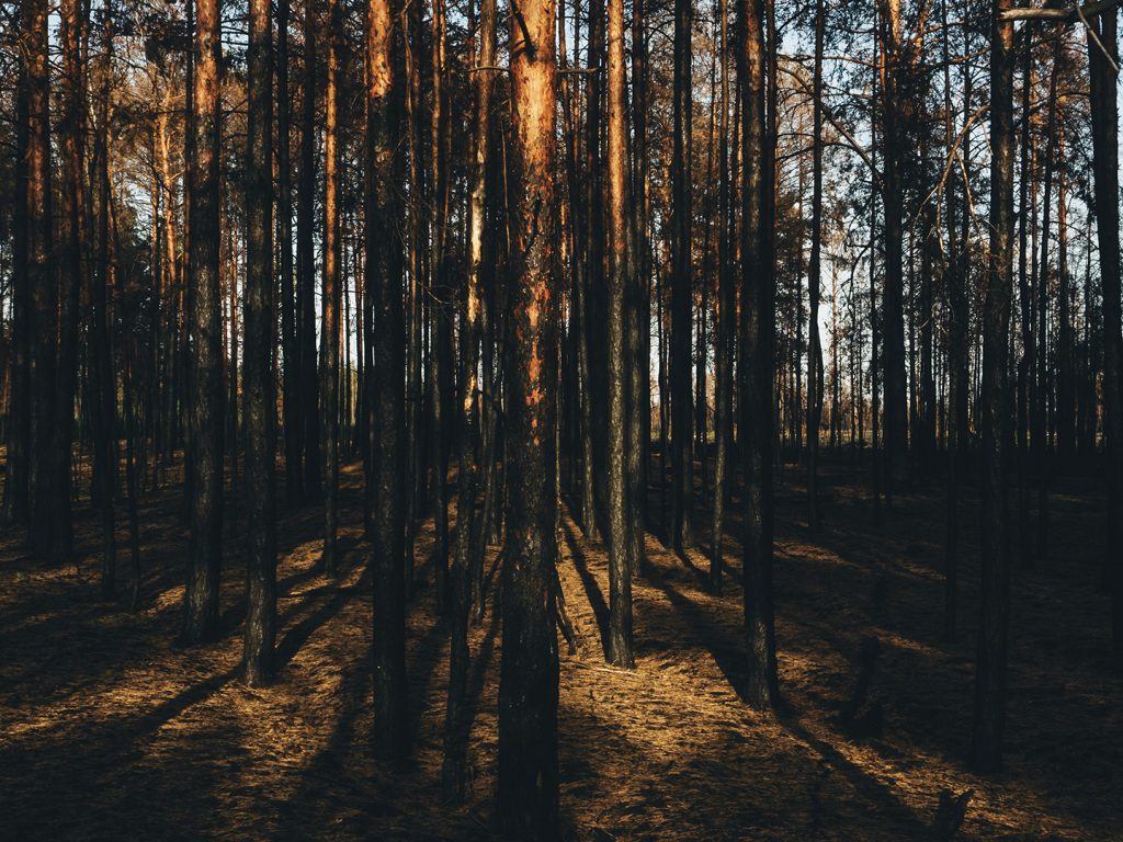 In de verlaten omgeving van Tsjernobyl kreeg de natuur jarenlang vrij spel. Maar de omgeving wordt langzaam weer bewoond, door vluchtelingen uit het door oorlog geteisterde Oost-Oekraïne.