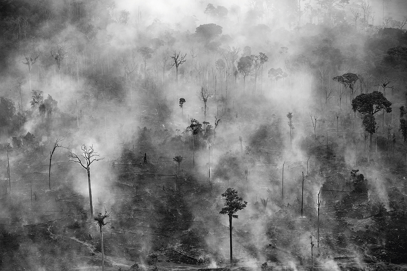 n: Het Amazone-regenwoud wordt ook wel de ‘longen van de aarde’ genoemd, omdat het woud veel CO2 opneemt en zuurstof produceert. De laatste jaren wordt het regenwoud bedreigd door boskap en bosbranden.