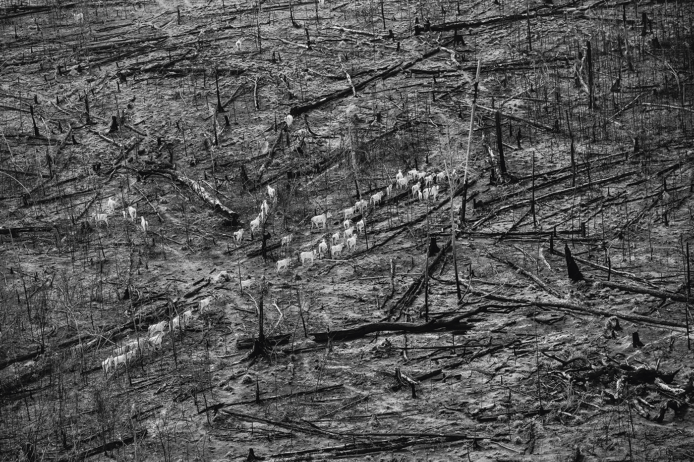 Grazend vee op een pas verbrand stuk grond in een beschermd natuurgebied, het Floresta Nacional de Altamira. Land vrijmaken voor vee is een van de belangrijkste oorzaken van de ontbossing.