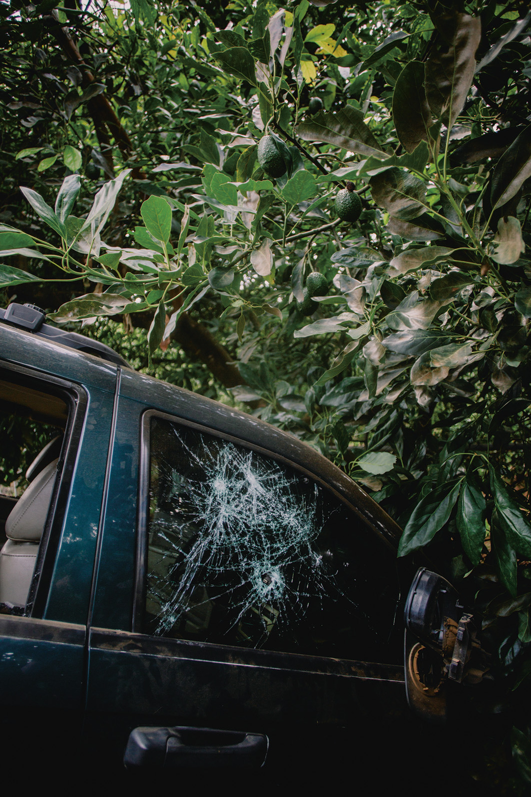 Kogelgaten in een auto die tijdens een operatie van het Mexicaanse leger, de politie en de nationale garde tegen het Jalisco-kartel in een avocadoveld is gecrasht.