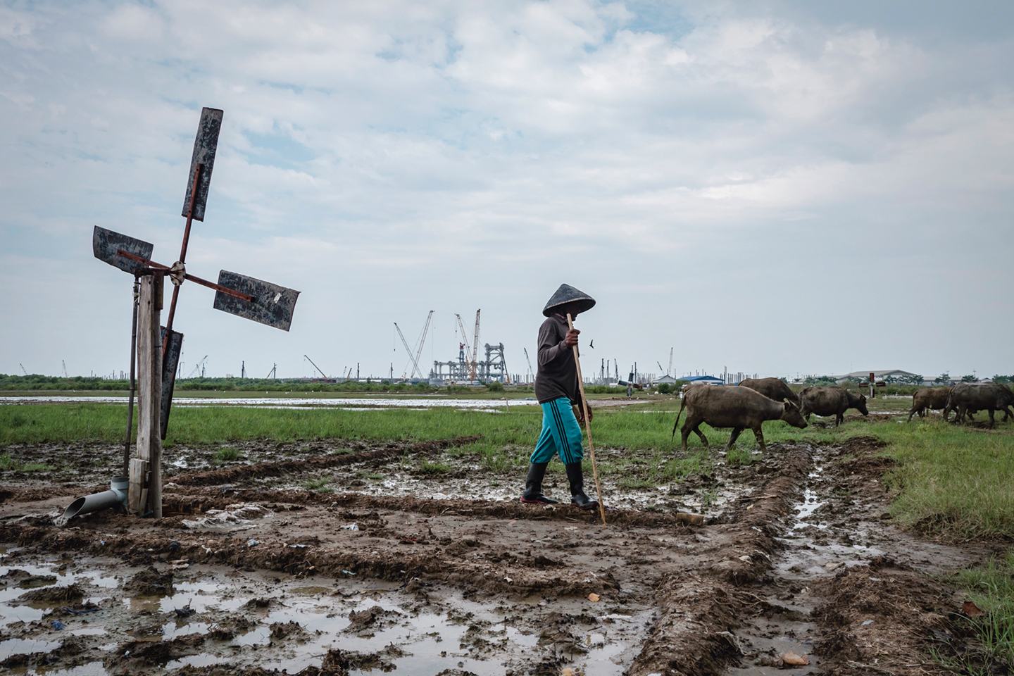 Herder Maski (50) laat zijn kudde buffels grazen, vlak bij de bouwplaats van Cirebon 2. Vroeger was hij visser, maar sinds de komst van de kolencentrale zijn vissen en schelpdieren uit de wateren verdwenen.