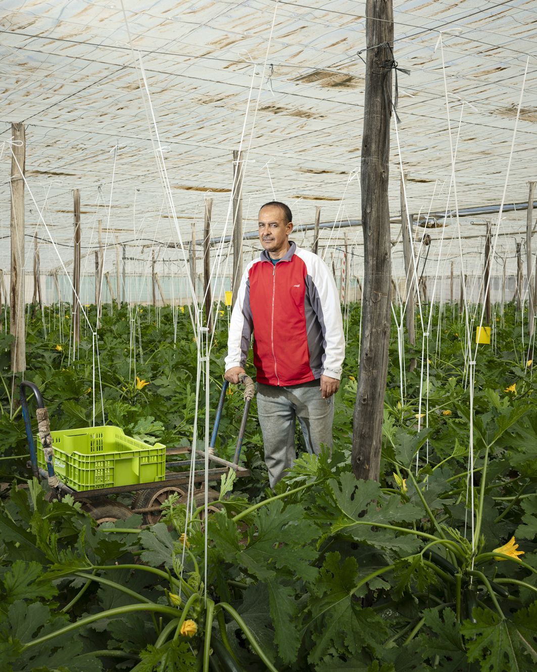 In deze kas worden twee keer per jaar courgettes geoogst. De boer, Hadi Slimane, kwam zelf ooit als migrant naar Spanje en begon als plukker. Hij baat nu zelf enkele velden uit.