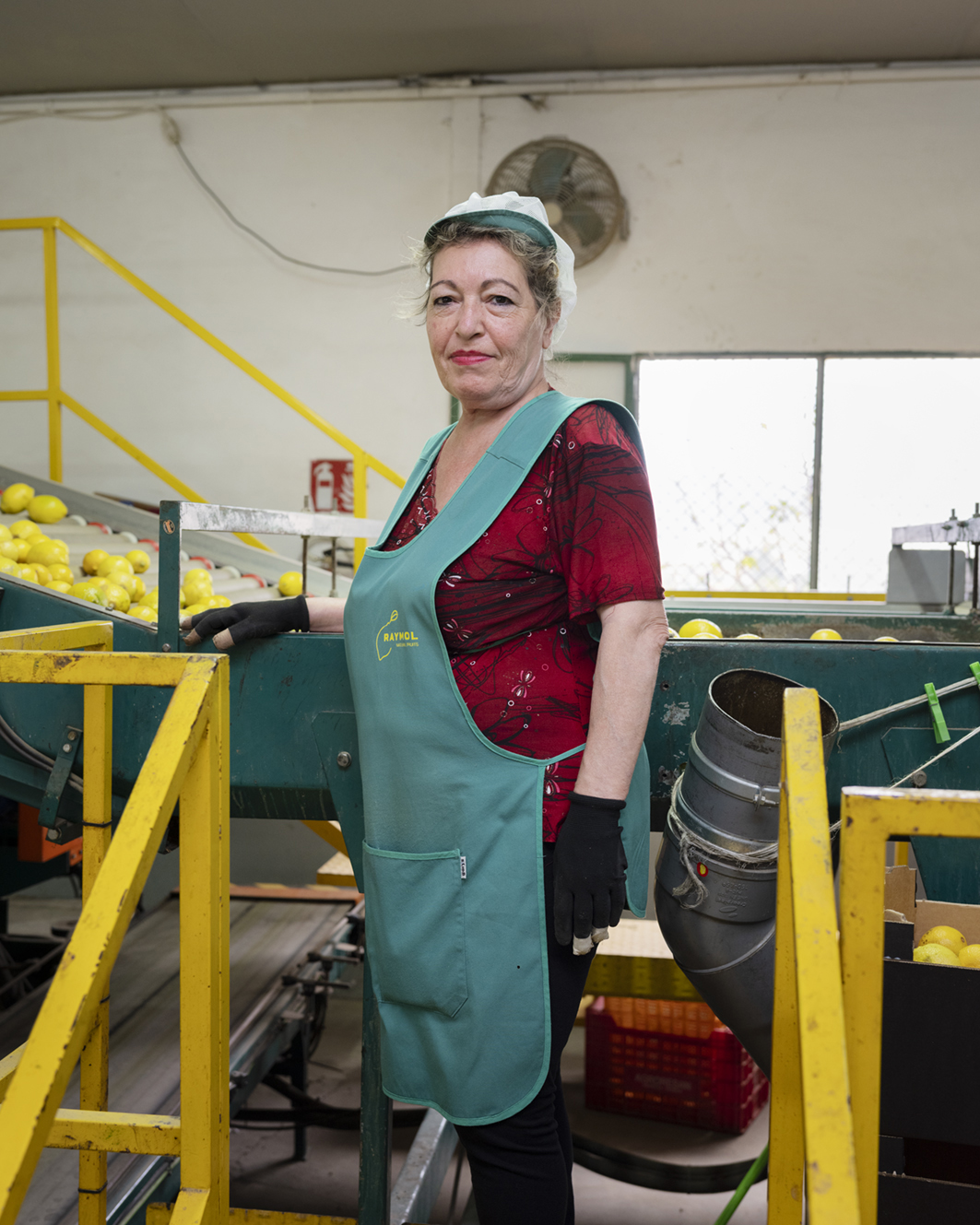In een klein fabriekje worden citroenen gesorteerd op maat en kwaliteit.